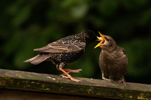 wildlife stock images