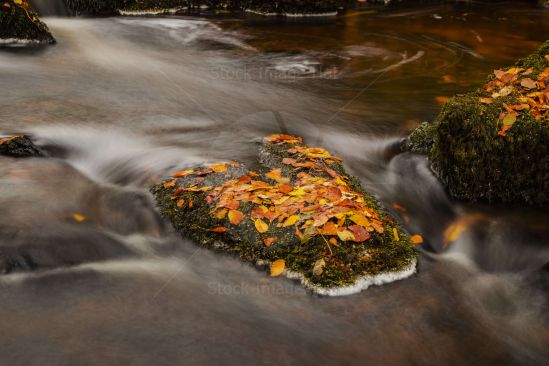 Autumn leaves lying on moss covered rock as small river flows by