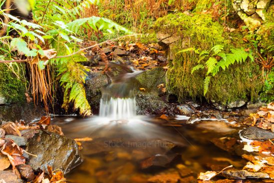 A little crystal clear stream flowing through beautifully coloured autumn leaves