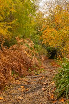 A beautiful woodland walk on a blustery autumn day