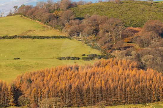 Golden browns and yellows as autumn/fall begins to bite