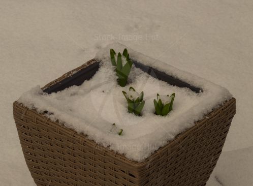 A new spring flower caught with a fresh covering of snow in early spring