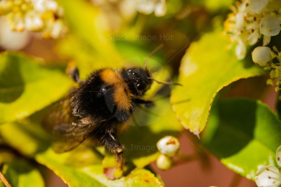 Bumblebee In Sunshine
