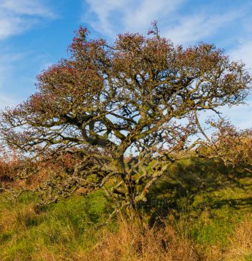 Red berry tree in autumn