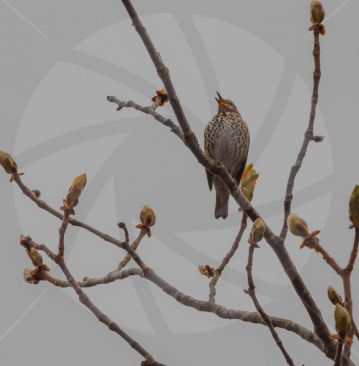 Beautifully coloured song thrush singing in tree