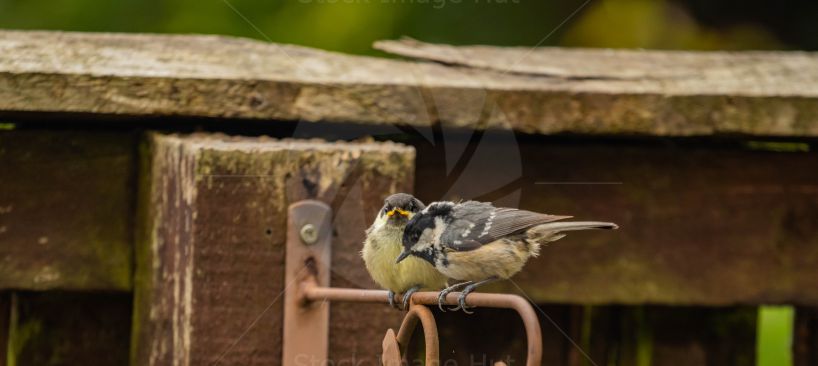 Parent and baby coal tit getting ready for feeding time