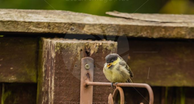 A baby coal tit waiting on mum bringing food