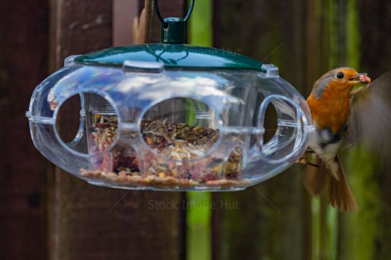 Adult Robin Redbreast