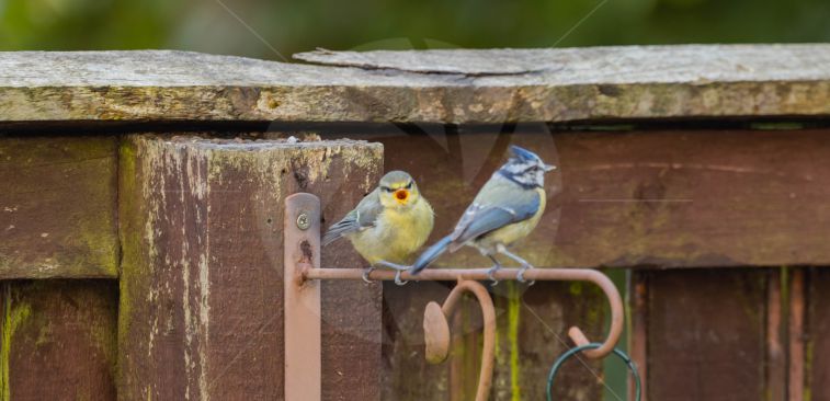 A very young blue tit making a lot of noise to get food
