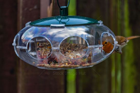 A little Robin checking out a new bird feeder in garden