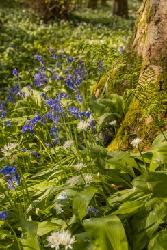 Woodland floor completely covered with bluebells and wild garlic at the start of spring