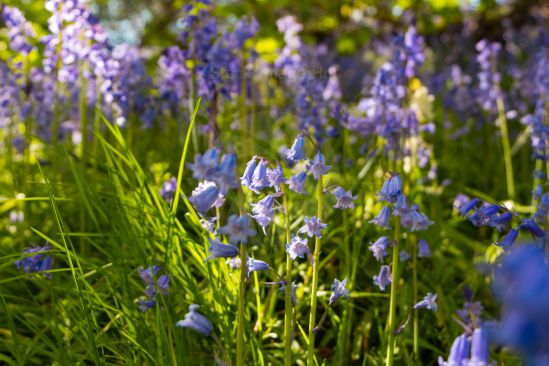 Bluebell field in late evening sunshine
