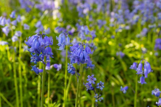 A field of bluebells within woodland enjoying the last of the springtime sun