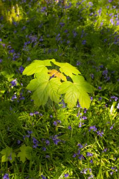 A young tree sapling bathed in spring sunshine starting to grow amid field of bluebells