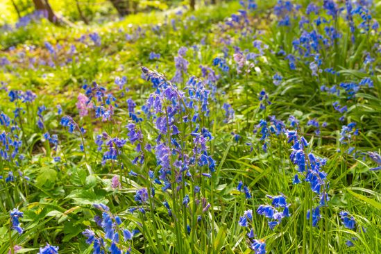 A field of bluebells enjoying some springtime sunshine