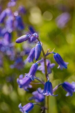 Close up of bluebells in late evening sunshine