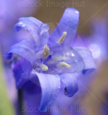 Close-up Of Bluebell