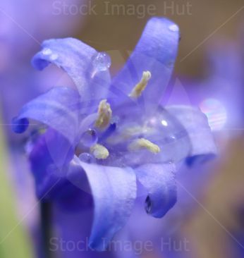 Close up of a bluebell in spring just after rain shower