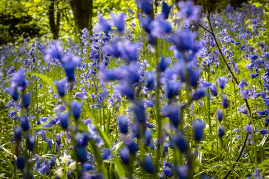 Close-up shot of a bluebell field in spring sunshine