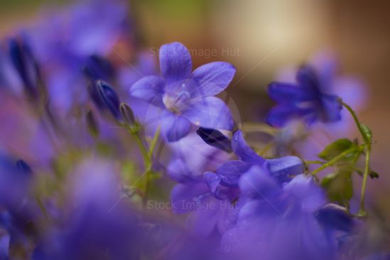 Very close-up image of bluebells after summer rain shower image