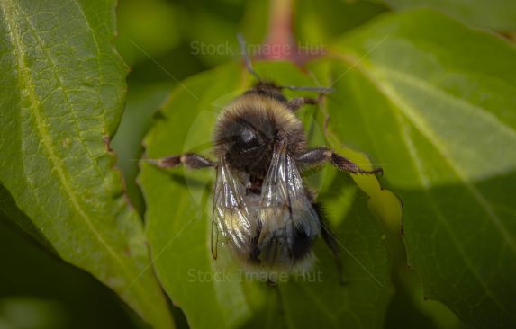 Bumblebee warming his wings in early morning sunshine