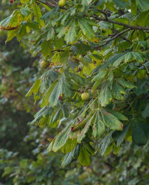 A cluster of chestnuts ready to fall from tree as autumn/fall starts to bite