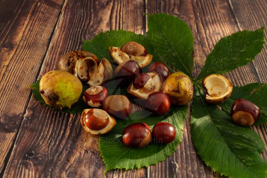 Morning light just starting to fall on chestnuts gathered on chestnut leaf on top of table