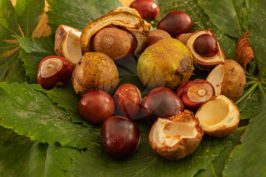 Close-up shot of picked chestnuts sitting on a bed of chestnut leaves as autumn/fall arrives
