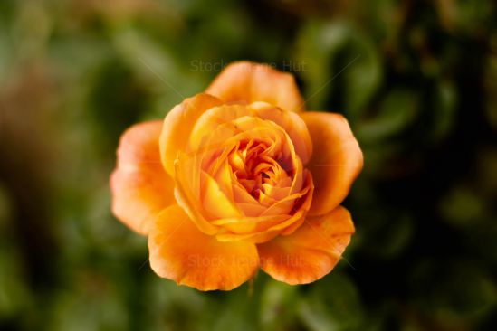 Beautiful bright orange rose in high summer