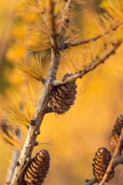 Close up of golden brown pine cones in late autumn/fall sunshine