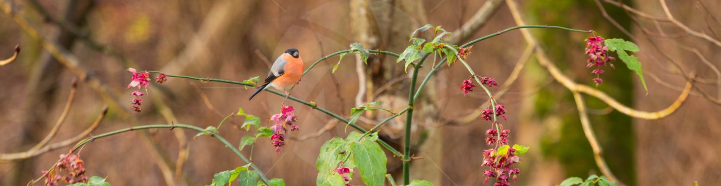 Beautiful bullfinch bird sitting on branch in garden