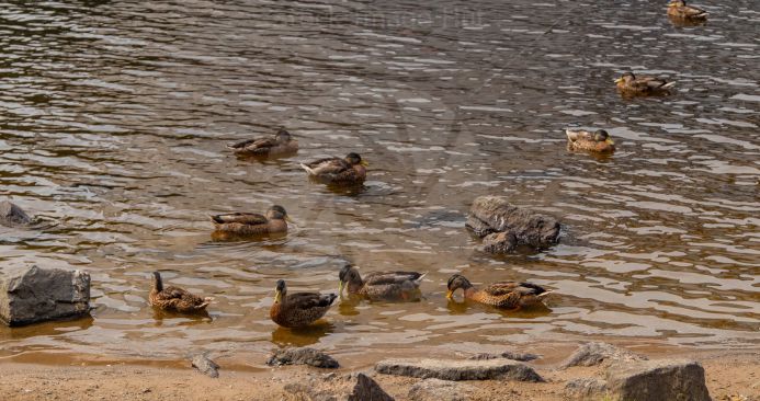 Ducks gathered at loch Lomond shore on a beautiful summer day