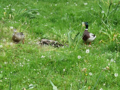Two mallard ducks enjoying the spring sunshine