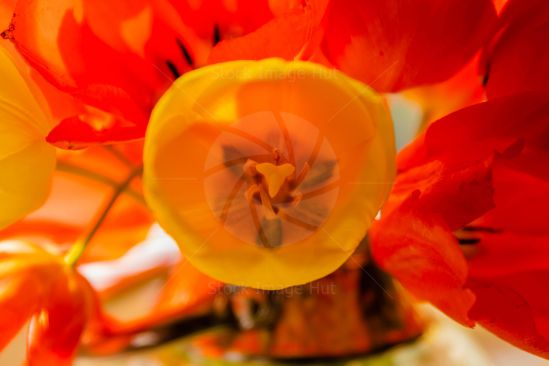 A macro shot of the inside of a beautiful spring flower with vibrant yellows and reds