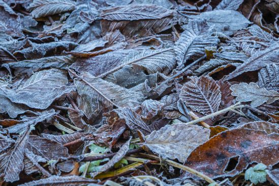 Frosty leaves on the woodland floor as winter sets in image