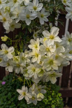 Summer Clematis