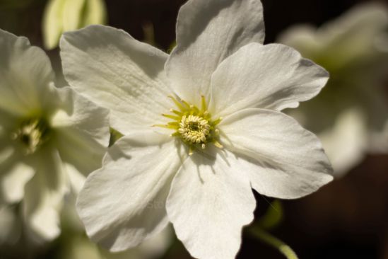 Summer Flower