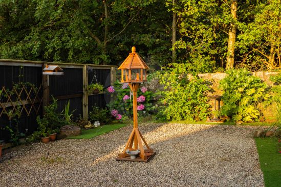 Early morning sunshine in a small back garden