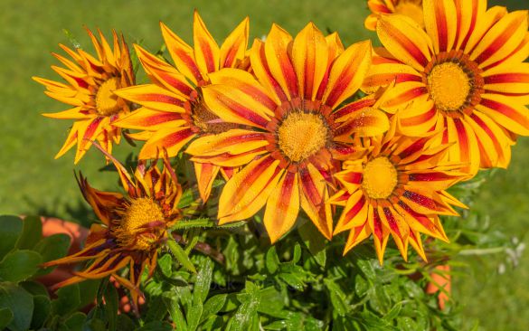 Vibrant colours of garden flower during summer sunshine