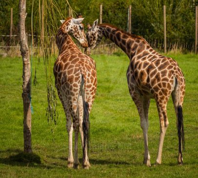Two giraffes enjoying a beautiful sunny day