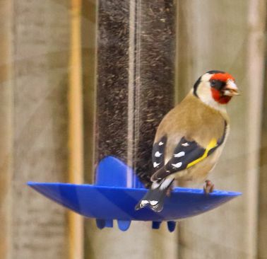 Goldfinch feeding in garden
