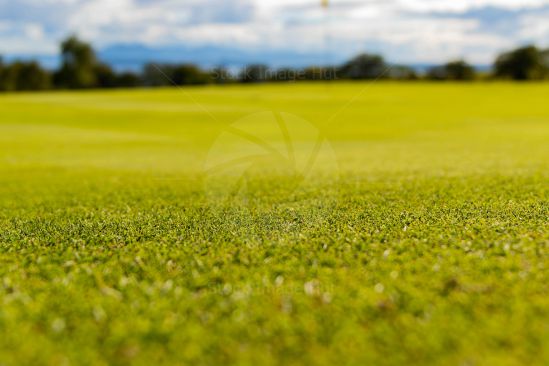 Close Up Of Manicured Golf Green
