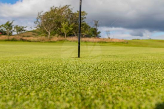 Close-Up of Green On Golf course