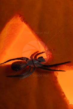 Halloween Pumpkin With Spider Coming From Eye