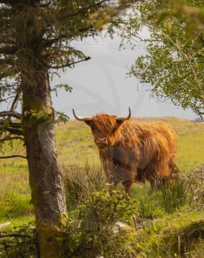 Beautiful highland cow looking through trees on a summer day image