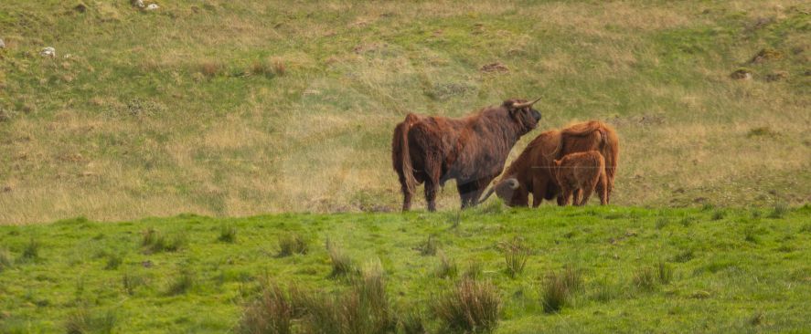 Highland Cow Family In Field
