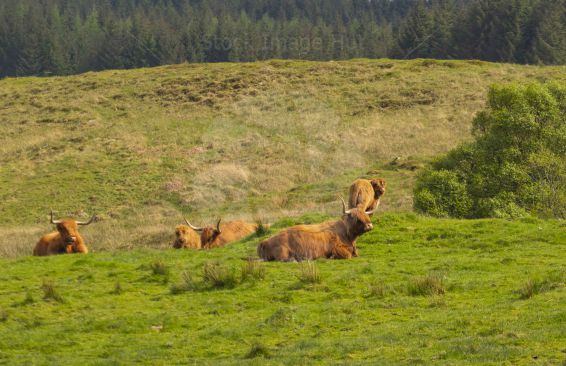 Highland Cows Enjoying Sunsine