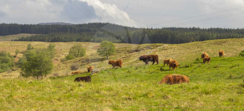 Heard Of Highland Cows