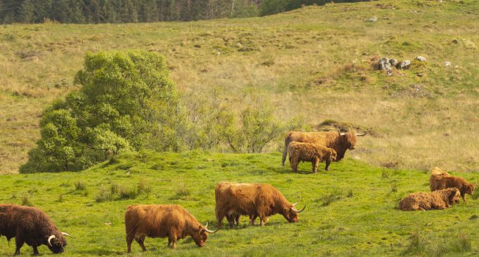 Cute Highland cows grazing in field during a warm summer day in Scotland