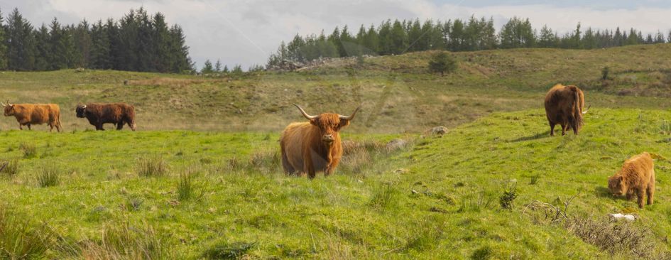 Highland Cow Posing